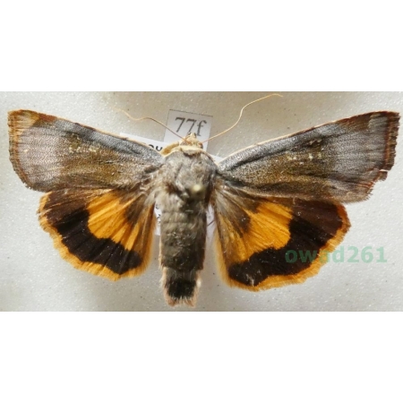 Noctua janthe (Borkhausen, 1792) Rolnica przepaska Czech77f